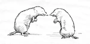 Moles: Two moles
