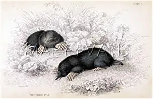 Moles: MOLES COMMON 1835