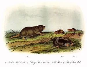 Shrew: Moles, Rodents, Shrews