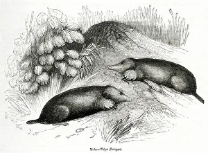 Mole: Two moles (Talpa Europaea)