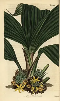Weddell: Molineria latifolia