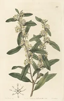 Clapton: Molle rastrero, Schinus longifolius