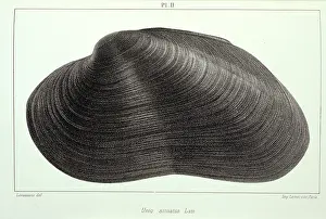 Drouet: Mollusc