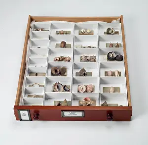Lyell: Mollusc specimen drawer