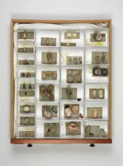Lyell: Mollusc specimen drawer