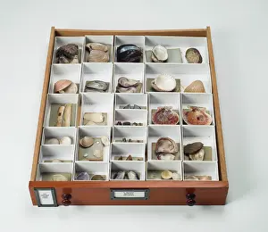 Lyell: Mollusc specimen drawer
