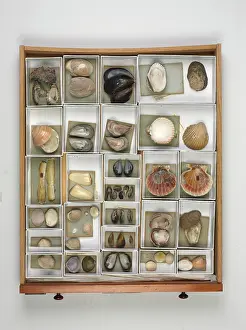 Lyell: Mollusc specimen drawer