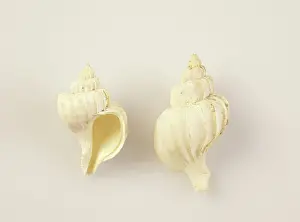 Gastropod: Mollusc, Trophon longstaffi