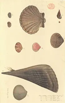 Scallop: Nine molluscs, including bivalves and gastropods