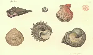 Watling: Six molluscs including four gastropods and two bivalves