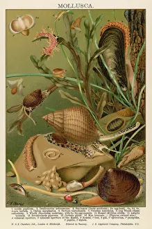 Bodied: MOLLUSCS / SEALIFE