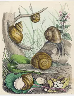 Molluscs: MOLLUSCS/SNAILS