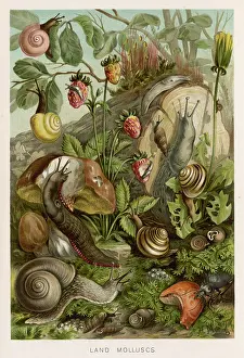 Molluscs: MOLLUSCS/SNAILS/FOLIAGE