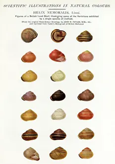 Variations: Mollusk Shell Variations