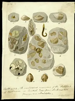 Scharf: Molluskite (fossilised molluscs)
