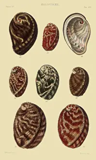 Displaying: Eight Mollusks