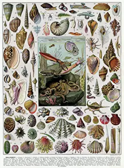 Molluscs: Mollusques - molluscs (shells)