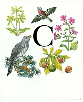 Molly Brett - An Alphabet