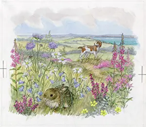 Hurry: Molly Brett - Hare in a Hurry