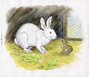 Hurry: Molly Brett - Hare in a Hurry