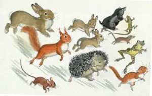 Doormouse: Molly Brett - A Surprise for Dumpy