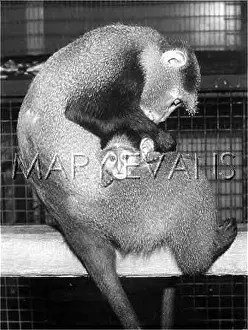 Guenon: MOLONY'S GUENON & YOUNG