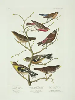 Lazuli: Molothrus ater, Passerella iliaca, Carpodacus mexicanus, Pas