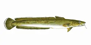 Ling: Molva molva, or Common Ling