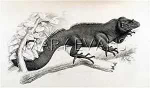 MONA ISLAND RHINO.IGUANA