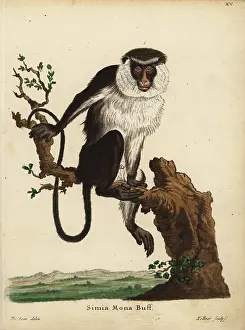 Cercopithecus: Mona monkey, Cercopithecus mona