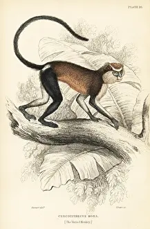Cercopithecus: Mona monkey, Cercopithecus mona