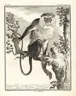 Cercopithecus: Mona monkey, Cercopithecus mona
