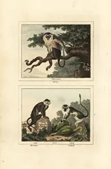 Barrs Buffon: Mona, moustached guenon and grivet