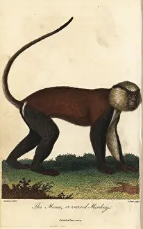Sibly: Mona or varied monkey, Cercopithecus mona
