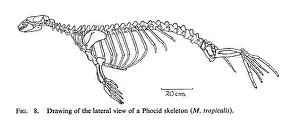 Osteology: Monachus tropicalis, Caribbean monk seal