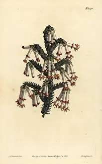 Sansom: Monadelphous heath, Erica monadelpha