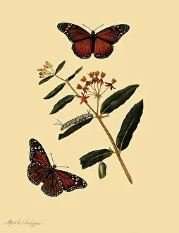 Pupa: Monarch Butterflies