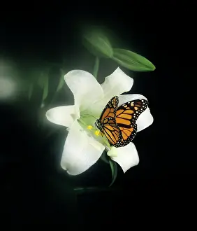 Plexippus: MONARCH BUTTERFLY Danaus plexippus FEEDING ON