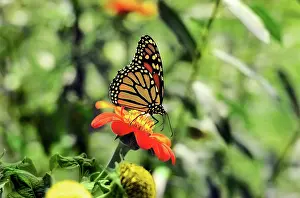 Veined: Monarch Butterfly (Danaus Plexippus) on a Tithonia Bloom