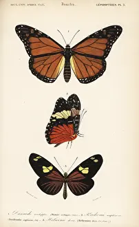 Dorbigny: Monarch, red cracker and doris longwing butterflies