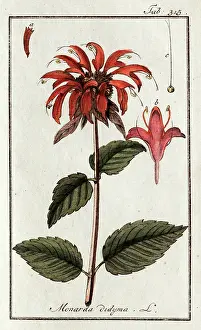 Didyma: Monarda didyma L