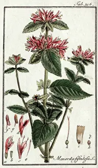 Monarda: Monarda fistulosa L