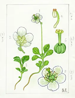 Golspie: Moneses uniflora - one-flowered wintergreen
