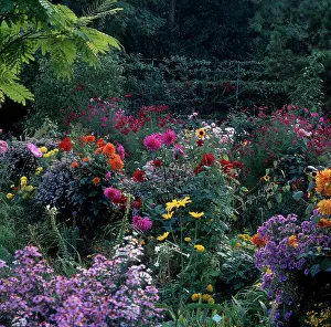 Dahlias: Monets Garden at Giverny with flower border