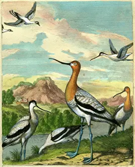 Avocet: Monette - Avocet
