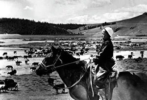Herder: Mongolian cattle herder