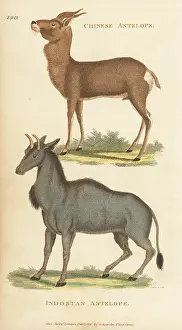 G. Kearsley: Mongolian gazelle and nilgai