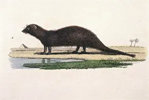 Mongoose: MONGOOSE