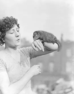Mongoose: A MONGOOSE ON THE ARM
