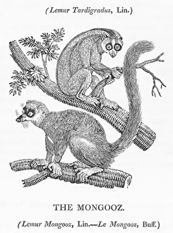 Spends: MONGOOSE (BEWICK)